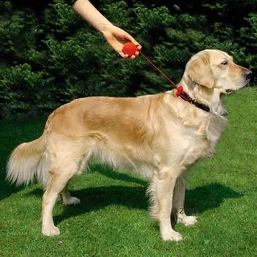Flexi Click Compact Retractable Dog Leash 1